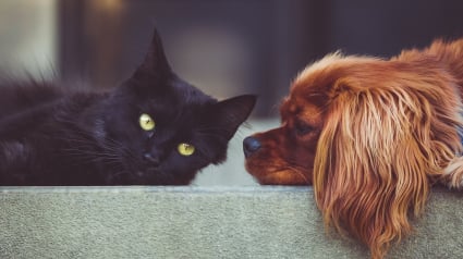 Illustration : Les 10 différences entre les chats et les chiens en photos