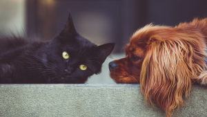 Illustration : Les 10 différences entre les chats et les chiens en photos