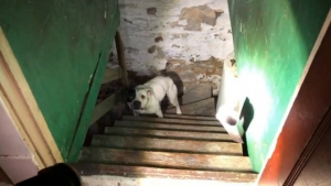 Illustration : Nouveau propriétaire, il découvre un chien Pittbull dans sa cave
