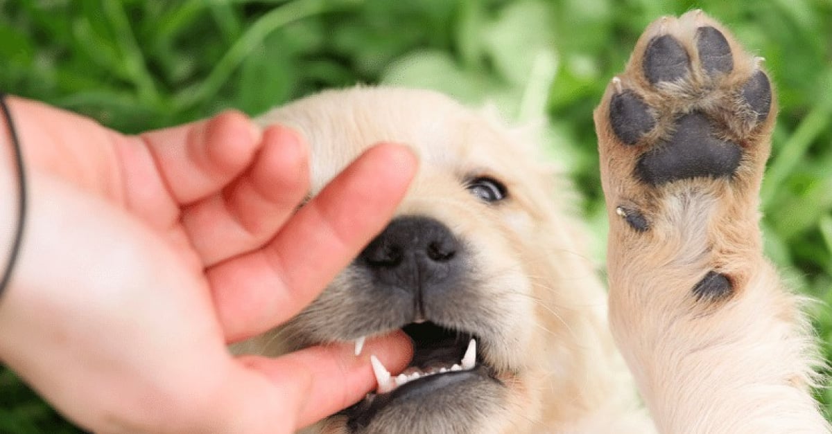 12 Astuces A Adopter Avec Votre Chien Pour L Empecher De Mordre