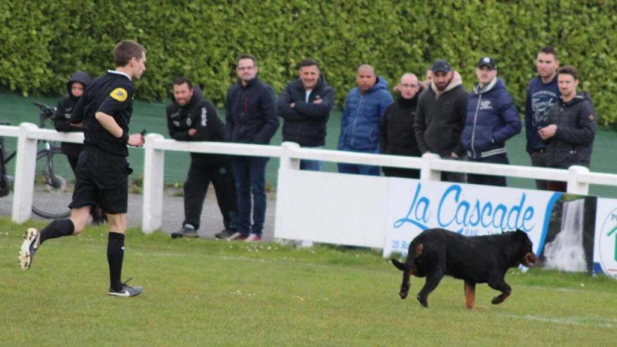 Illustration : "Un chien interrompt un match de football en championnat"