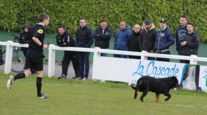 Illustration : Un chien interrompt un match de football en championnat