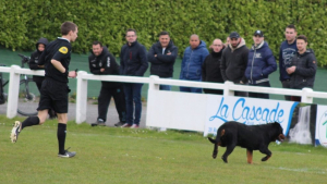 Illustration : Un chien interrompt un match de football en championnat