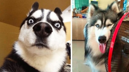 Illustration : 15 photos montrant que le Husky est le chien le plus étrange