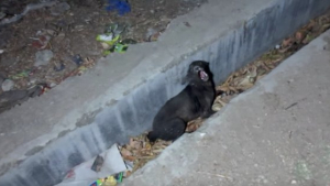 Illustration : Coincé dans un caniveau, ce chien blessé hurlait de douleur. Une association lui vient en aide (Vidéo)