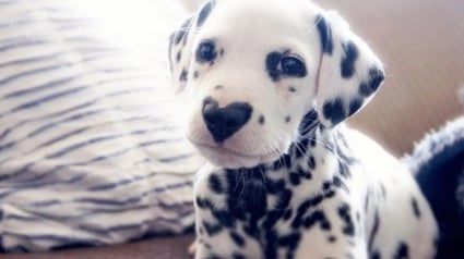 Illustration : Un chiot dalmatien fait le buzz sur internet grâce à la particularité de sa truffe !