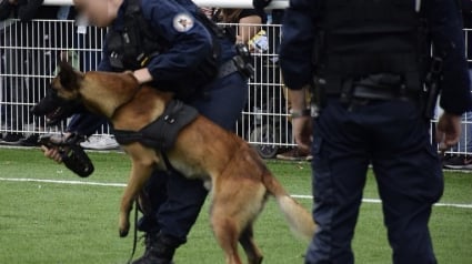 Illustration : Un chien policier gravement blessé après une chute de 5 mètres lors d'une course poursuite