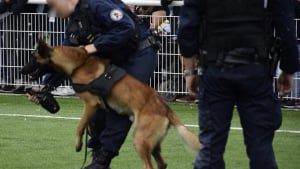 Illustration : Un chien policier gravement blessé après une chute de 5 mètres lors d'une course poursuite