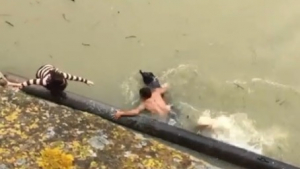 Illustration : Un homme se jette à l'eau pour porter secours à un chien (Vidéo)