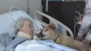 Illustration : Un chien de thérapie mourant apporte un dernier instant de bonheur aux pensionnaires d'un hospice ! (Vidéo)