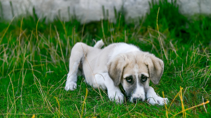 Illustration : 8 raisons expliquant le manque d'appétit de votre chien