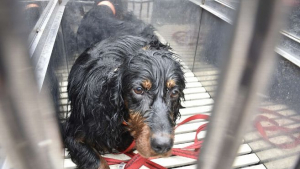 Illustration : Un pompier sauve un chien pris au piège dans un bassin de rétention d'eau