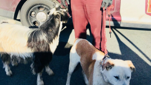 Illustration : Un chien et une chèvre fuguent sur une autoroute. Les automobilistes, aidés par la police, tentent de les aider !