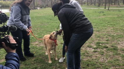 Illustration : Retrouvailles à New York entre un chien et sa famille, 3 ans après leur séparation