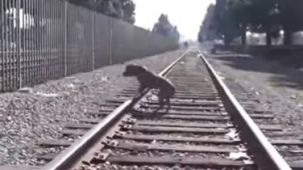 Illustration : Blessé et errant sur les rails, ce chien a été sauvé par des passants et des bénévoles