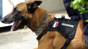 Illustration : Un adolescent en fugue retrouvé grâce au chien des gendarmes