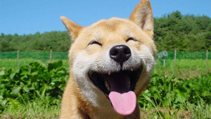 Illustration : 14 photos qui prouvent que le Shiba Inu est un chien à la joie contagieuse