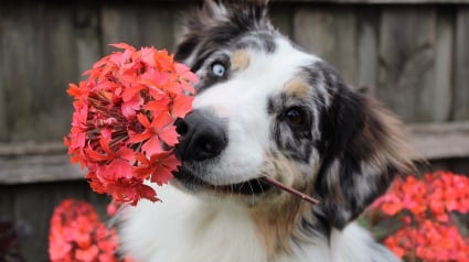 Illustration : 7 conseils pour protéger plantes et jardins de votre chien cet été 