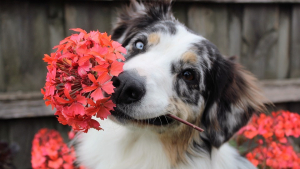 Illustration : 7 conseils pour protéger plantes et jardins de votre chien cet été 