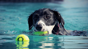 Illustration : En proie à la noyade, un chien sauvé par... Un autre chien ! (Vidéo)