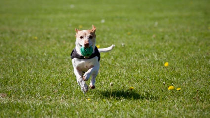 Illustration : 5 activités parfaites pour faire du sport avec votre chien cet été ! 