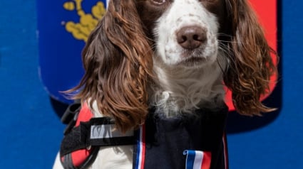 Illustration : Full, chien policier de l'Hérault, reçoit une médaille