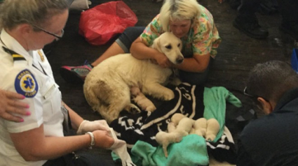 Illustration : Une chienne donne naissance à 8 chiots dans le terminal d'un aéroport