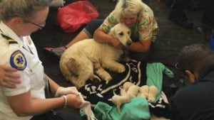 Illustration : Une chienne donne naissance à 8 chiots dans le terminal d'un aéroport