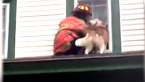 Illustration : Sauvé par un pompier, bloqué sur le toit d'une maison ce chien le remercie à sa manière ! (Vidéo)