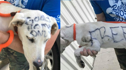 Illustration : Un chien abandonné, avec des inscriptions au marqueur sur le corps, finalement adopté