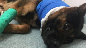 Illustration : Un chien policier blessé au couteau en pleine intervention, sauvé par une transfusion de sang