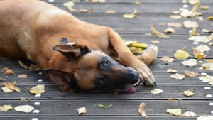 Illustration : Procès d'un homme ayant tué le chien de son voisin par balle