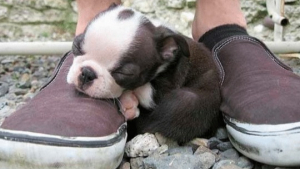 Illustration : 17 photos attendrissantes de chiens pour qui le meilleur oreiller reste une paire de chaussures !