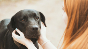 Illustration : 5 raisons pour lesquelles parler à votre chien est une bonne idée