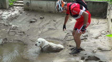 Illustration : Pris au piège dans la boue un chien sauvé par un groupe de cyclistes