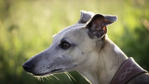 Illustration : Une trentaine de chiens retirés à une propriétaire qui en élevait plus d'une cinquantaine !