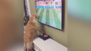 Illustration : Ce chien s'intéresse, lui aussi, de très près à la coupe du monde de football (Vidéo)