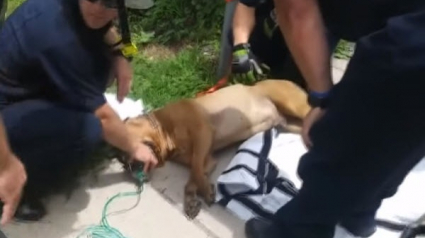 Illustration : Les pompiers raniment un chien asphyxié lors de l'incendie de sa maison (Vidéo)