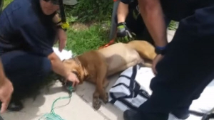 Illustration : Les pompiers raniment un chien asphyxié lors de l'incendie de sa maison (Vidéo)