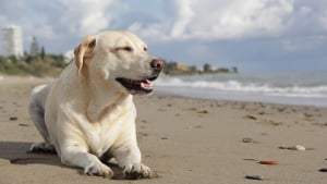 Illustration : 10 réflexes à adopter pour garder son chien en sécurité à la plage