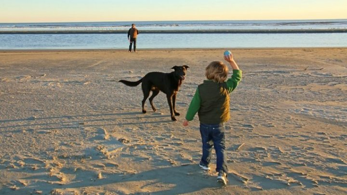 Illustration : "7 manières pour renforcer le lien entre un enfant et son chien pendant l'été"