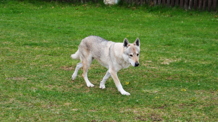 Illustration : Un chien loup abattu, un autre recherché dans les Alpes-de-Haute-Provence