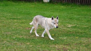 Illustration : Un chien loup abattu, un autre recherché dans les Alpes-de-Haute-Provence