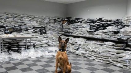 Illustration : Un chien policier permet la saisie de plus de 650 kilogrammes de cannabis