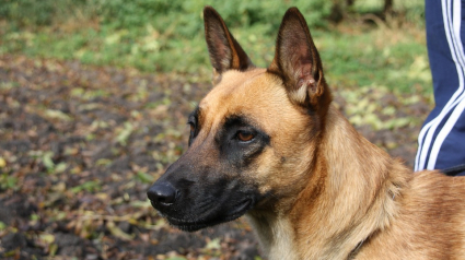 Illustration : Le chien ayant mordu sa maîtresse à Abbeville (80) sera euthanasié