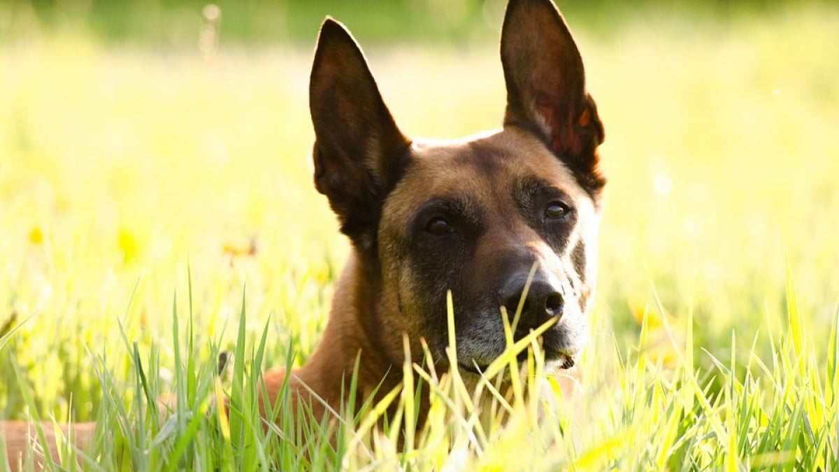 Illustration : "La propriétaire d'un chien mordeur à Saint-Brieuc condamnée"