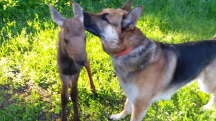 Illustration : Entre un chien et un bébé élan, c'est une brève mais intense amitié qui a vu le jour