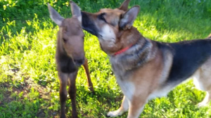 Illustration : Entre un chien et un bébé élan, c'est une brève mais intense amitié qui a vu le jour