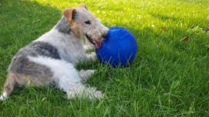 Illustration : Condamnation du maître d'un chien en ayant tué un autre à Oyonnax