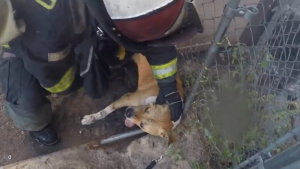 Illustration : Le sauvetage d'un chien par un pompier comme si vous y étiez, grâce à la caméra portée par le secouriste (vidéo)